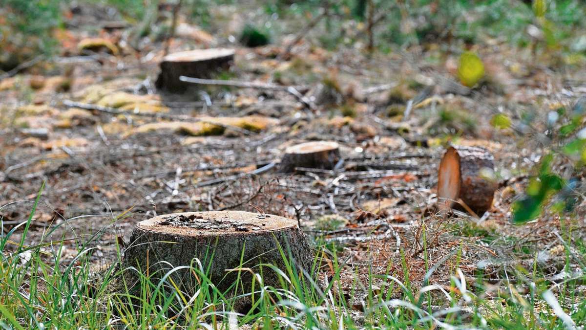 Ilmenau: 17 Kiefern geklaut: Waldbesitzer lobt 500 Euro Belohnung aus