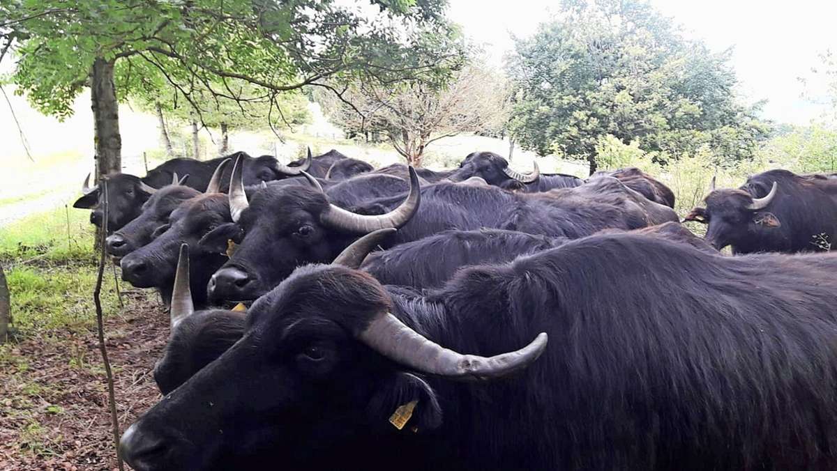 Rhöner Herde trennte sich: Wasserbüffel ausgebüxt, ein Tier nach Kollision getötet