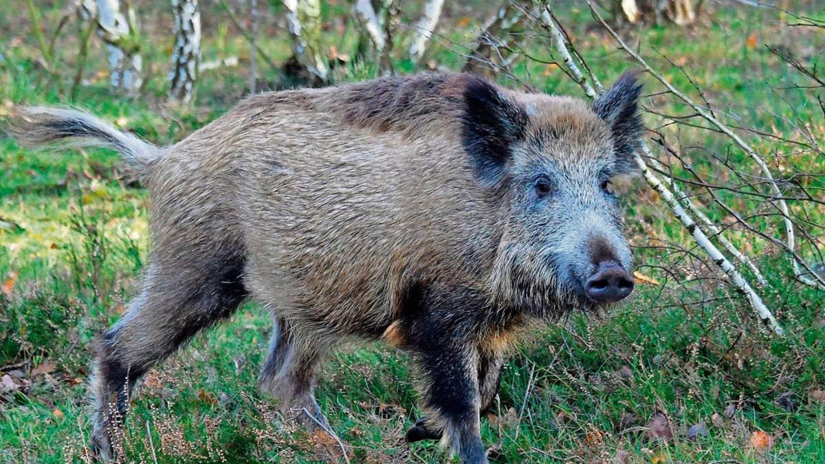 Nachbar-Regionen: Wildschwein muss Randale mit Leben bezahlen