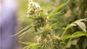 Cannabispflanze im Keller