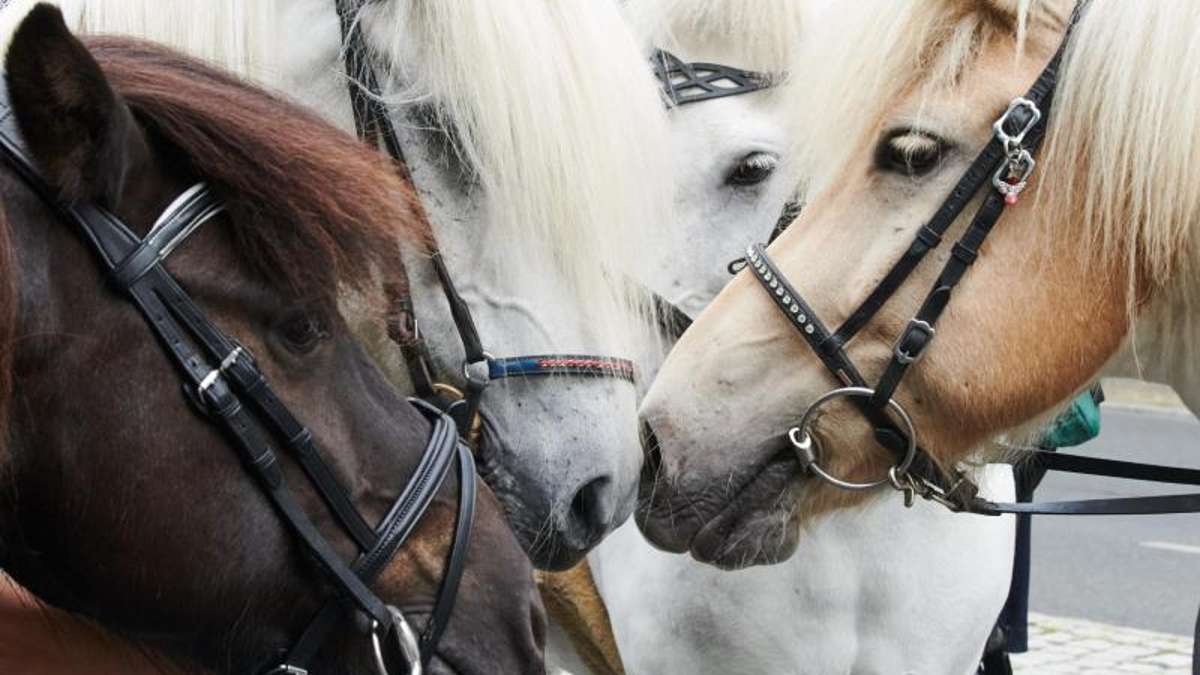Thüringen: Entlaufene Pferde lösen Polizeieinsatz auf Bundesstraße 90 aus