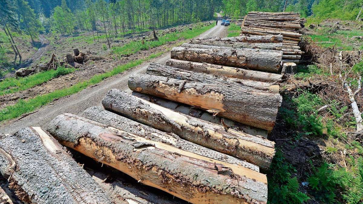 Bad Salzungen: Im Kommunalwald müssen 22 Hektar aufgeforstet werden