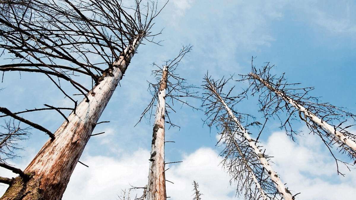 Ilmenau: Wasserspeicher im Waldboden sind erstmal wieder gefüllt