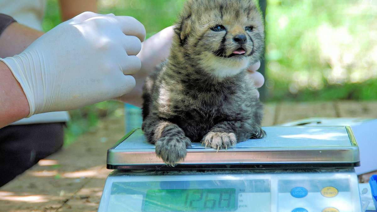 Thüringen: Nachwuchs mit Pünktchen - vier Junggeparden in Erfurter Zoopark