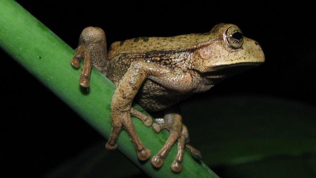 Mensch begünstigt Ausbreitung: Pilzkrankheit rafft Dutzende Amphibienarten dahin