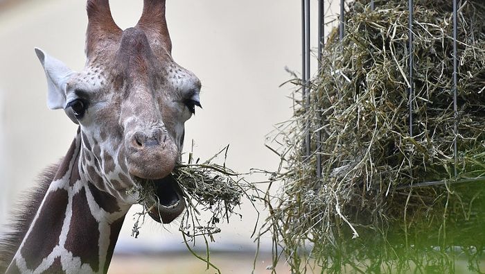 Heu auch für Thüringer Zoos nach sommerlicher Dürre teurer
