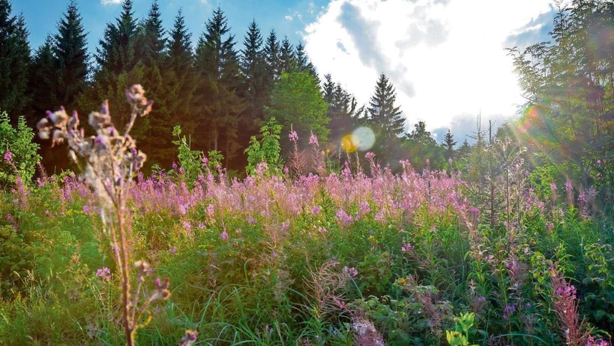 Schmalkalden: Große Inventur im Gemeindewald von Floh-Seligenthal
