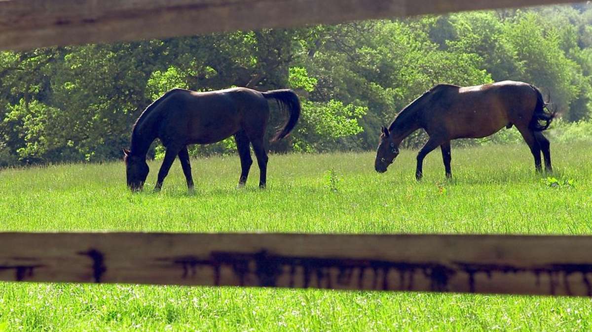 Lehesten: Erneut zwei Pferde auf einer Koppel verletzt