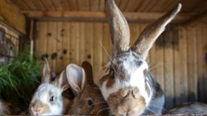 Harte Zeiten für weiche  Kaninchen