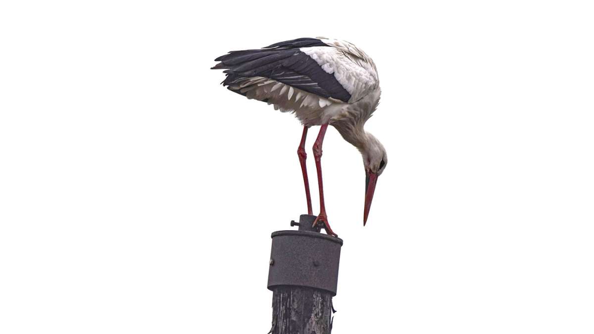 Barchfeld: Hilfe für den nestlosen Storch
