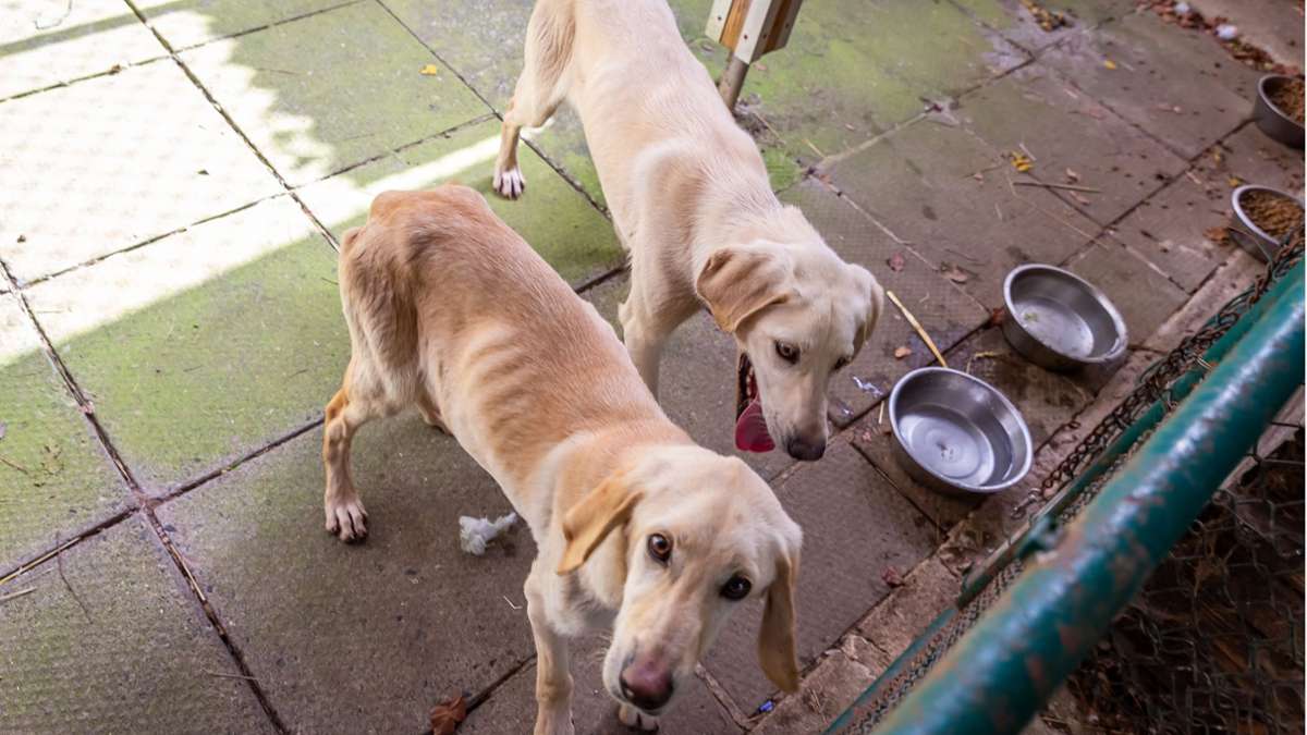 Bad Salzungen: Hunde einfach vor dem Tierheim ausgesetzt