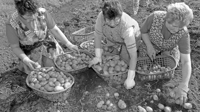Oktober 1968: Allgemeine Mobilmachung zur Kartoffelernte