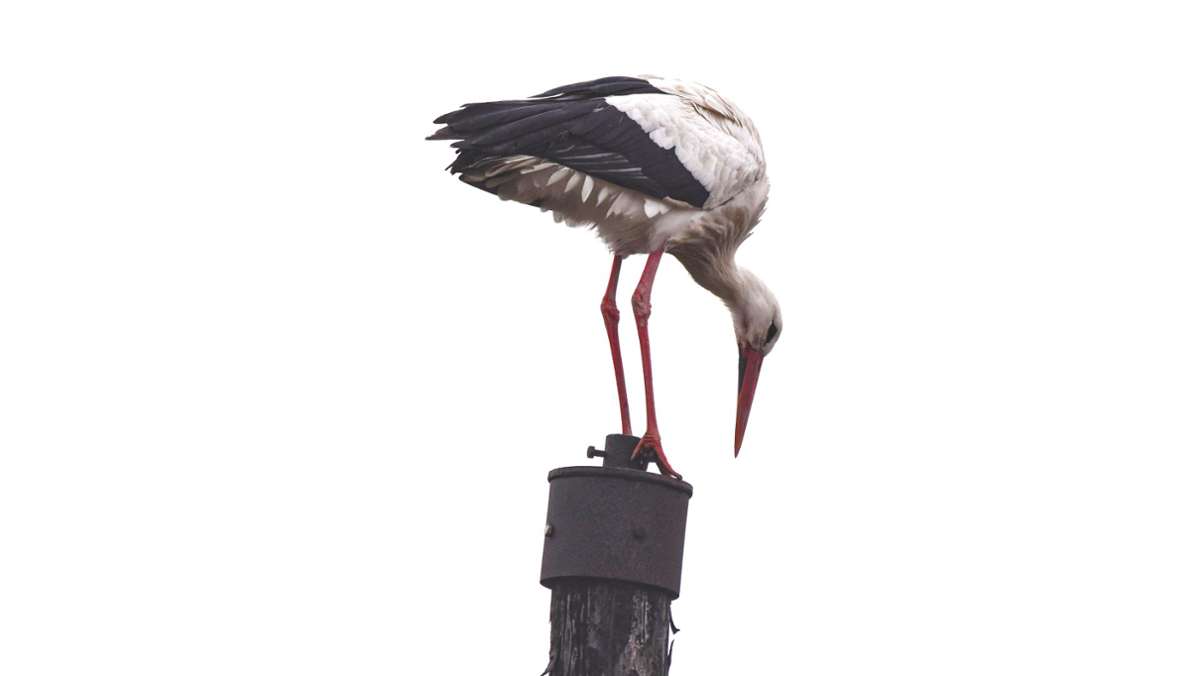 Wartburgkreis: Barchfelder Storch braucht Hilfe