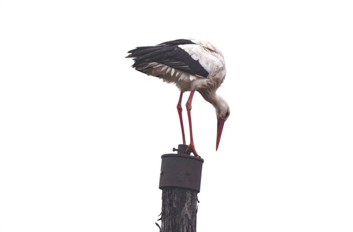 Wartburgkreis: Barchfelder Storch braucht Hilfe