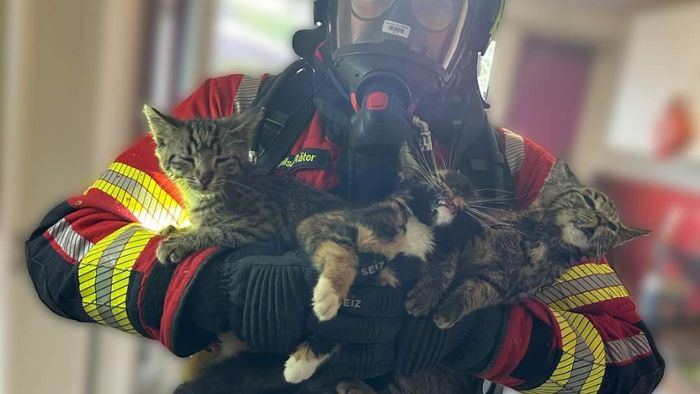 Benebelte Katzen aus Qualm gerettet
