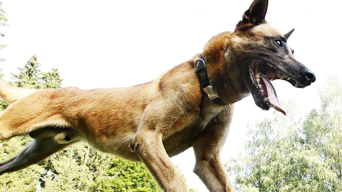 Beliebteste Hunde: Schäferhund schnappt sich Spitzenplatz