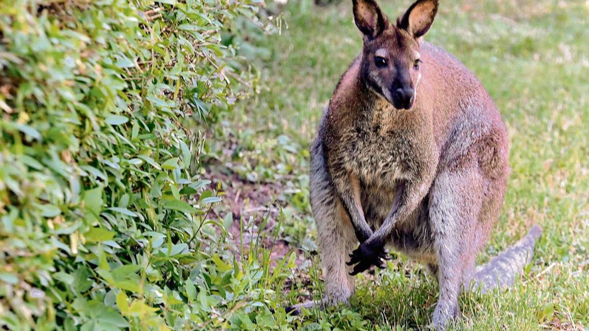 Bad Salzungen: Nach Känguru Paul ist auch Hubert verschwunden