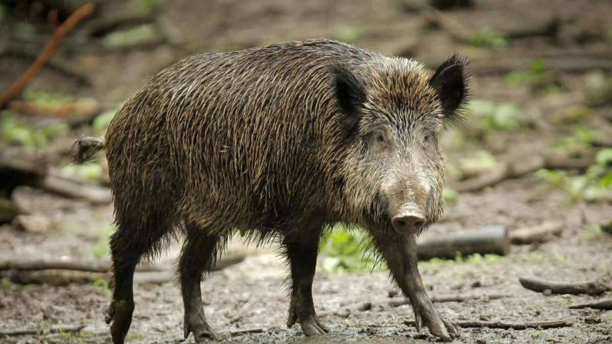 Thüringen: Thüringen zahlt 25 Euro Abschussprämie pro Wildschwein