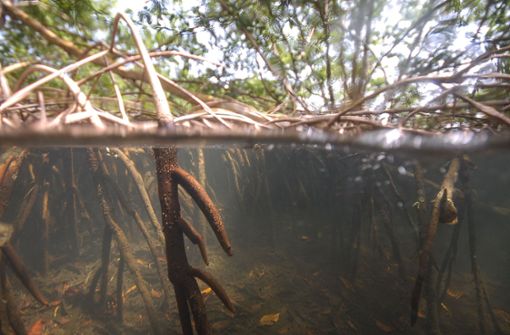 Der Forscher hatte die Spezies erstmals 2009 in den Mangroven des französischen Überseegebiets in der Karibik entdeckt. Foto: AFP/PIERRE-YVES PASCAL