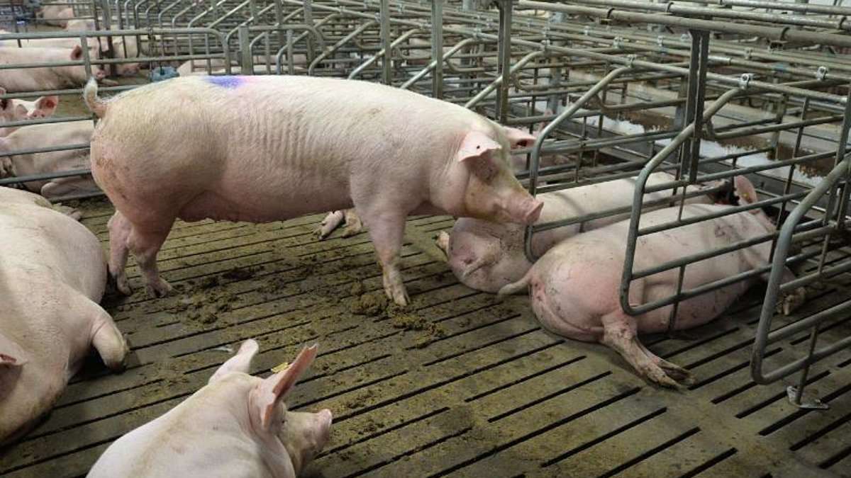 Wirtschaft: Rund 2200 Schweine erstickten 2018 wegen technischer Defekte