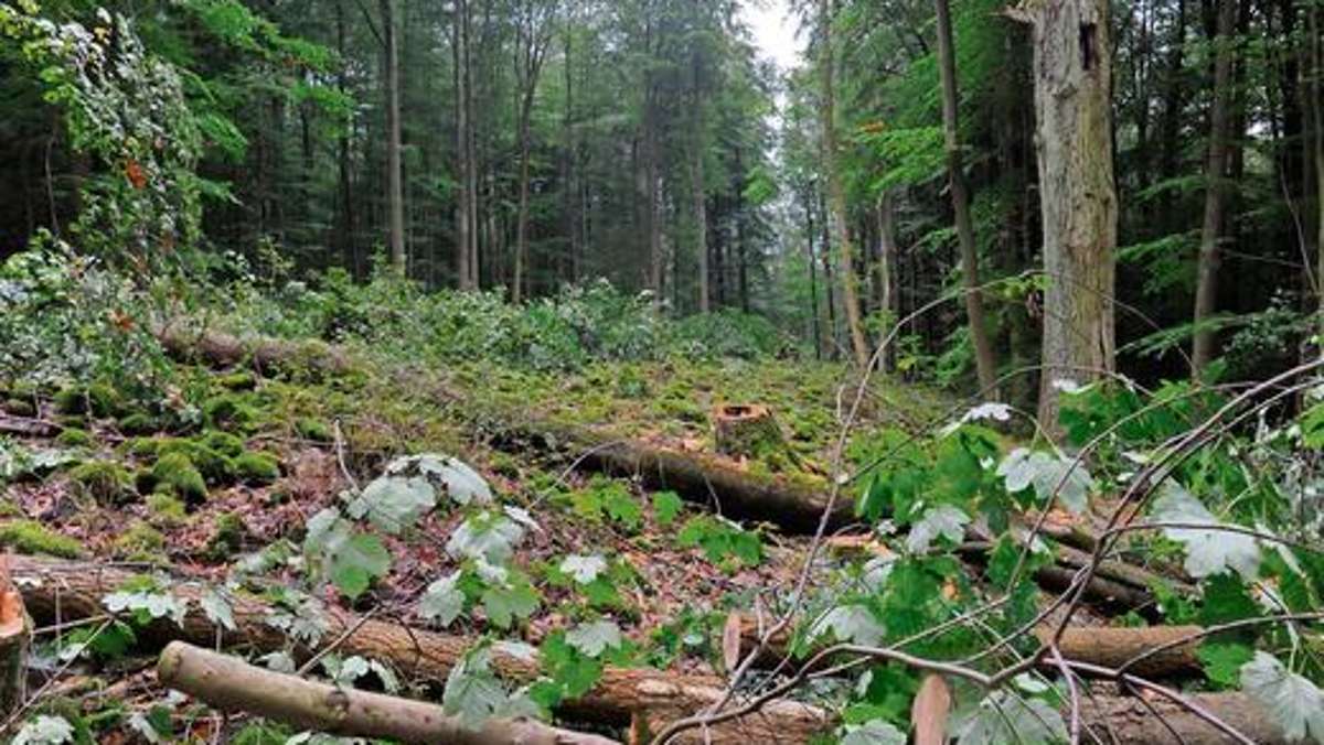 Hildburghausen: Mit Holzeinschlag 100 Meter Denkmal erhalten