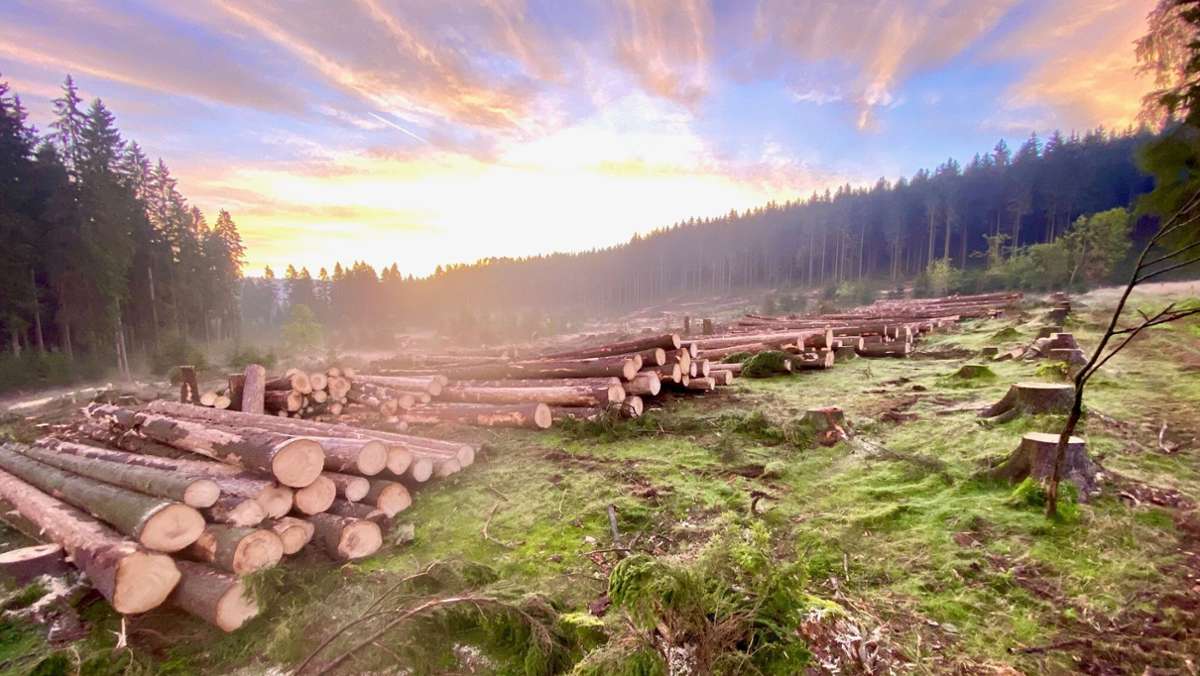 Forstexperte resümiert: „Der Zustand der Wälder ist katastrophal“