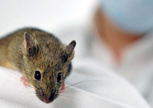 Eine Maus krabbelt in einem Labor umher (Symbolbild). Foto: dpa/Archiv