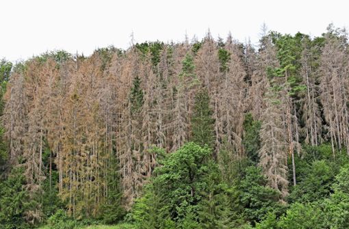 Der Wald leidet – und stirbt mancherorts. Foto: Katja Wollschläger