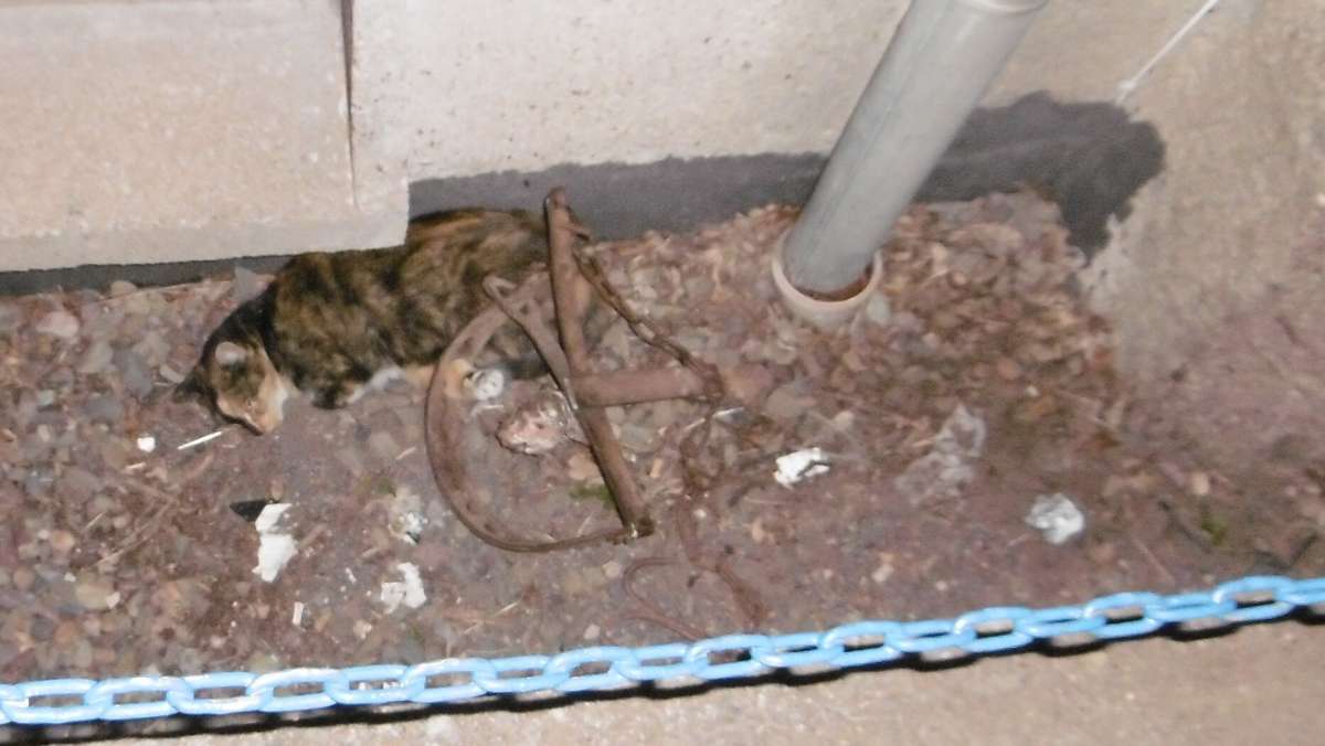 Sondershausen: Verletzte Katze mit Hinterlauf in Schlagfalle
