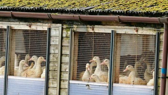 Zehntausende Thüringer Hühner bleiben im Stall