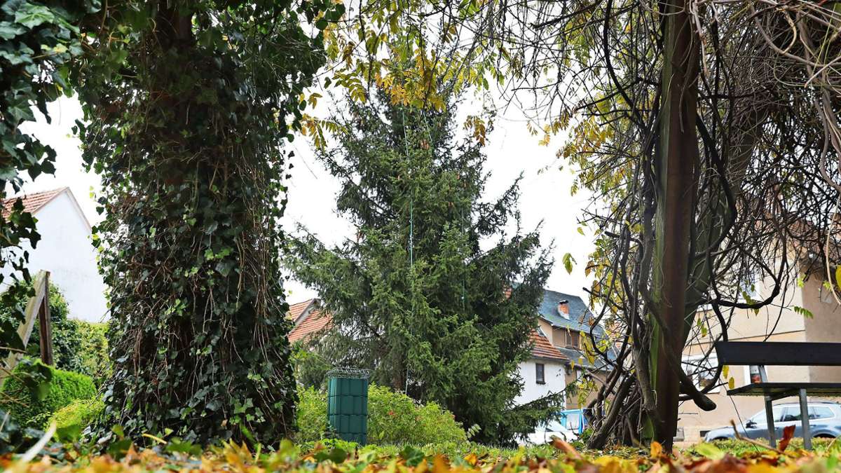 Floh-Seligenthal: Weihnachtsbaum für Berlin in Reserve
