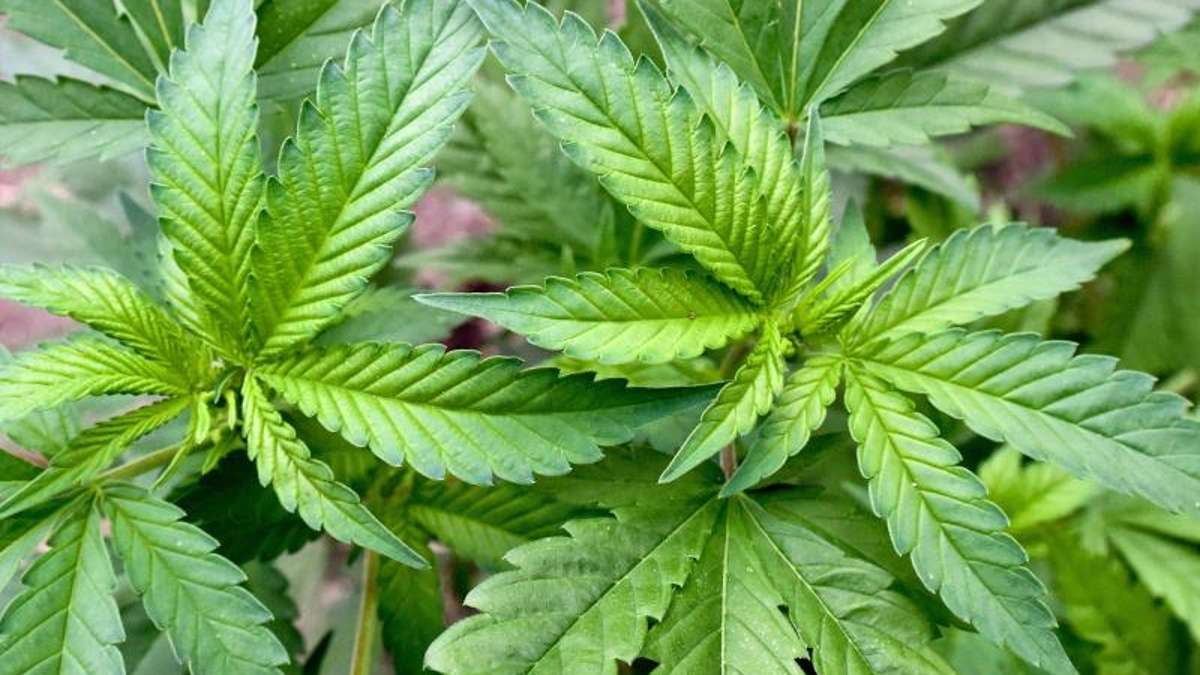 Thüringen: Nach Fund von Cannabis-Plantage vier Männer vor Gericht